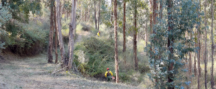 limpeza serra smiguel